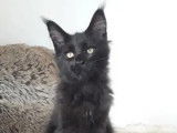 Chatonne Maine Coon noire à vendre (LOOF)
