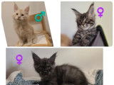 5 chatons Maine Coon LOOF à vendre