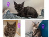 5 chatons Maine Coon LOOF à vendre