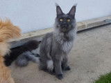 5 chatons Maine Coon LOOF à vendre
