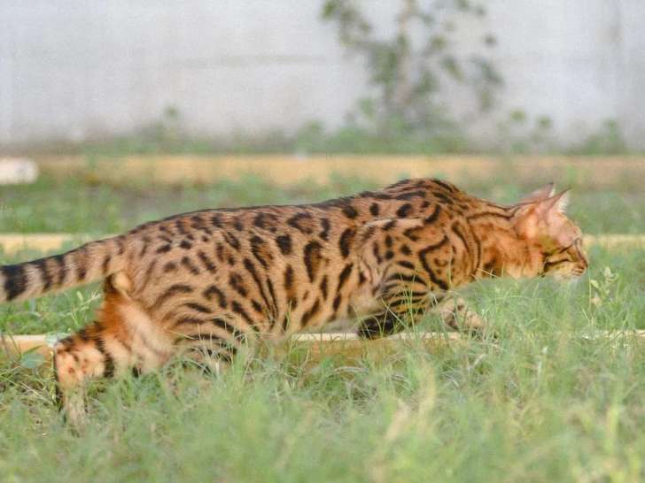 Chaton mâle Bengal LOOF à vendre