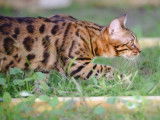 Chaton mâle Bengal LOOF à vendre