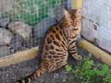 Chaton mâle Bengal LOOF à vendre