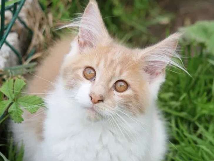 3 chatons Maine Coon à vendre (non LOOF)