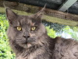 À vendre, une chatte Maine Coon blue tortie smoke LOOF