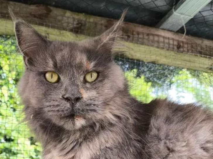 À vendre, une chatte Maine Coon blue tortie smoke LOOF