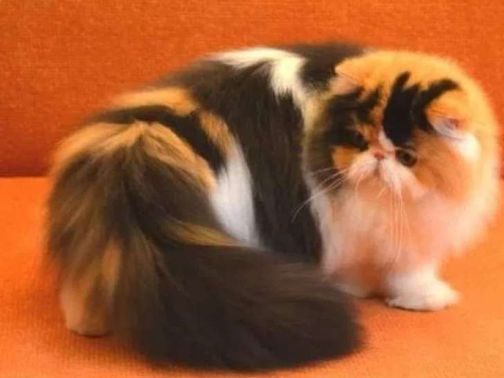 Chat adultes Persan LOOF à vendre