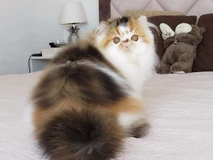 Des chats adultes Exotic Shorthair disponibles à la vente (LOOF)
