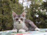 4 chatons Maine Coon LOOF à vendre