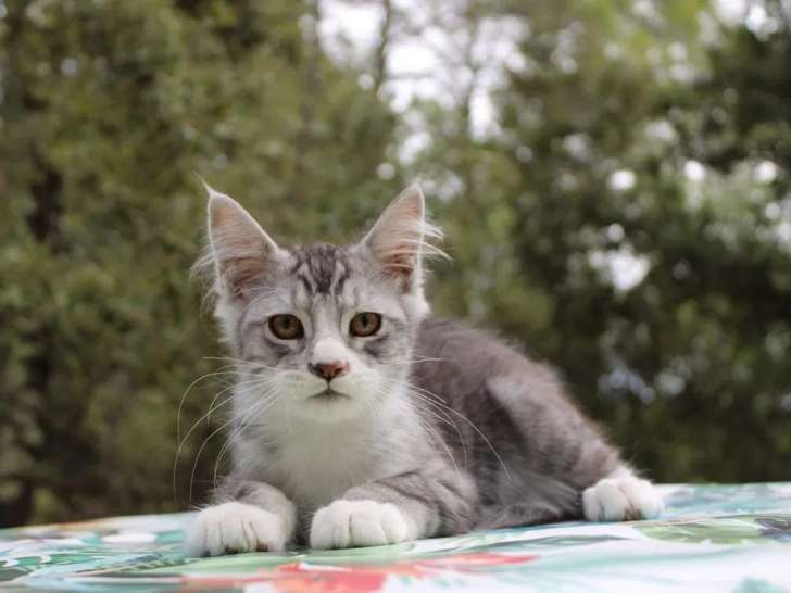4 chatons Maine Coon LOOF à vendre
