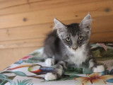 4 chatons Maine Coon LOOF à vendre