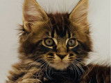 1 chaton Maine Coon LOOF femelle brown mackerel tabby de juin 2025 à vendre