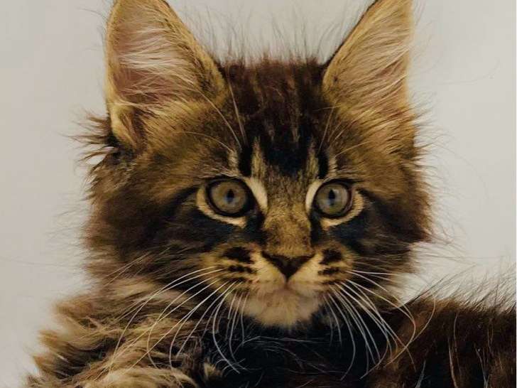 1 chaton Maine Coon LOOF femelle brown mackerel tabby de juin 2025 à vendre