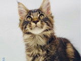 1 chaton Maine Coon LOOF femelle brown mackerel tabby de juin 2025 à vendre