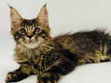 1 chaton Maine Coon LOOF femelle brown mackerel tabby de juin 2025 à vendre