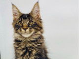 1 chaton Maine Coon LOOF femelle brown mackerel tabby de juin 2025 à vendre