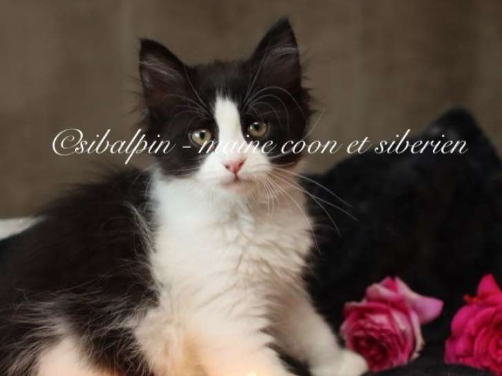 À vendre, 1 chaton Sibérien LOOF, femelle noir et blanc de juillet 2025