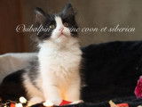 À vendre, 1 chaton Sibérien LOOF, femelle noir et blanc de juillet 2025