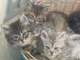 Chatons Sibérien LOOF à vendre