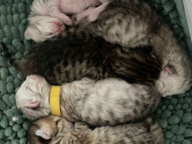 Chatons Sibérien à réserver
