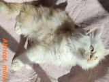 Abricot, mâle, cream smoke