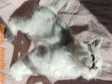 Anouk Black Silver Shaded