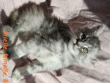 Arielle, femelle, blue silver mackerel tabby