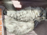 Truffe, la maman, Black Tortie Silver Blotched Tabby