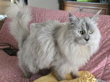 Ulysse, le papa, Black Silver Shaded