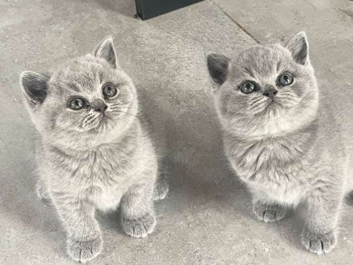 5 chatons British Shorthairs LOOF à réserver