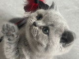 5 chatons British Shorthairs LOOF à réserver