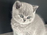 5 chatons British Shorthairs LOOF à réserver