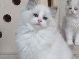 1 chaton Ragdoll mâle LOOF bleu bicolore de juillet 2025 à vendre
