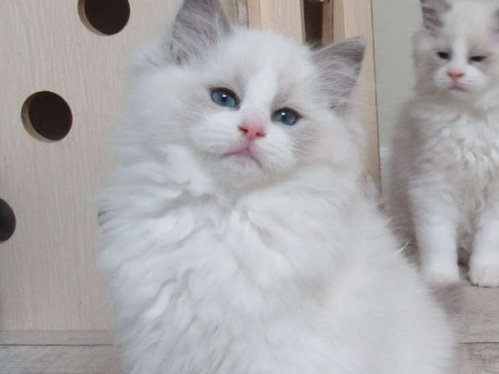 1 chaton Ragdoll mâle LOOF bleu bicolore de juillet 2025 à vendre