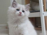 1 chaton Ragdoll mâle LOOF bleu bicolore de juillet 2025 à vendre