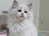1 chaton Ragdoll mâle LOOF bleu bicolore de juillet 2025 à vendre