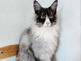 2 chatons Maine Coons LOOF à vendre, mâles black silver et bleu silver de mai 2025