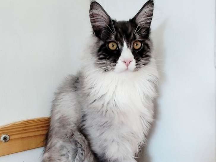 2 chatons Maine Coons LOOF à vendre, mâles black silver et bleu silver de mai 2025
