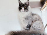 2 chatons Maine Coons LOOF à vendre, mâles black silver et bleu silver de mai 2025