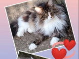 2 chatons Maine Coons LOOF à vendre, mâles black silver et bleu silver de mai 2025