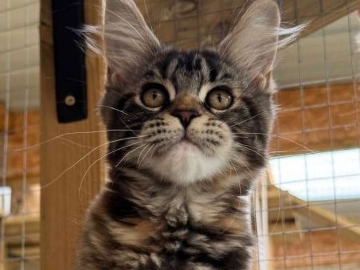 2 chatonnes Maine Coons LOOF à vendre