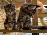 2 chatonnes Maine Coons LOOF à vendre