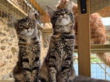 2 chatonnes Maine Coons LOOF à vendre