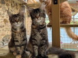 2 chatonnes Maine Coons LOOF à vendre