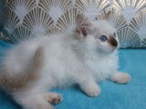 2 chatonnes Ragdolls LOOF à réserver, seal et chocolat tortie point de juin 2025