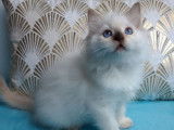 2 chatonnes Ragdolls LOOF à réserver, seal et chocolat tortie point de juin 2025