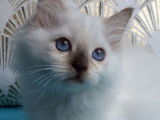2 chatonnes Ragdolls LOOF à réserver, seal et chocolat tortie point de juin 2025