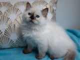 2 chatonnes Ragdolls LOOF à réserver, seal et chocolat tortie point de juin 2025
