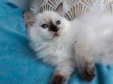 2 chatonnes Ragdolls LOOF à réserver, seal et chocolat tortie point de juin 2025