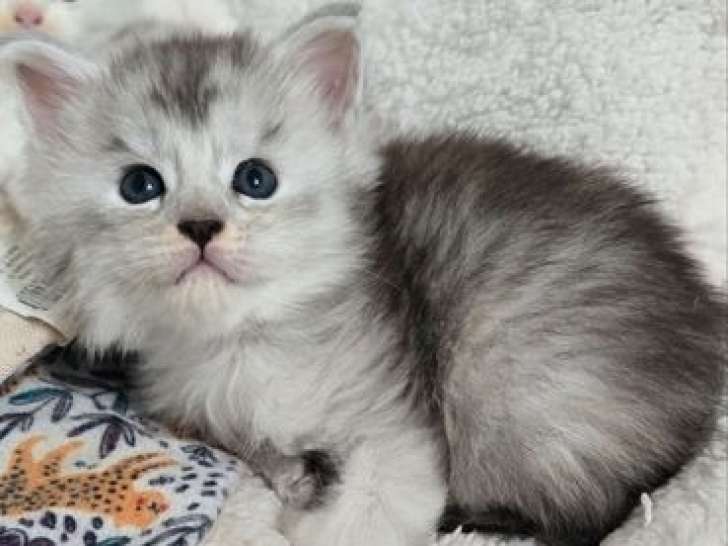 5 chatons Maine Coons LOOF à réserver